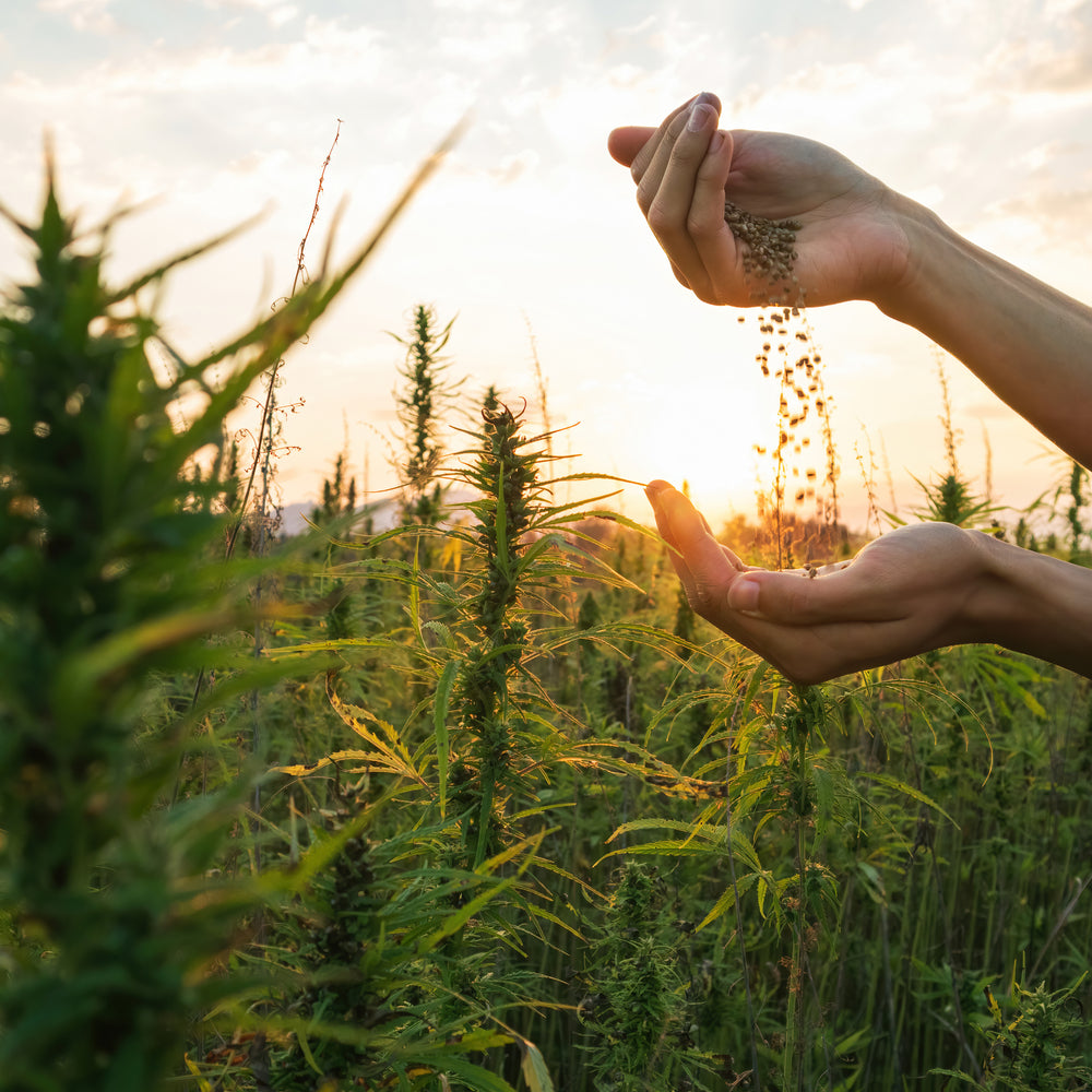 Demystifying CBD Oil, Hemp CBD Oil, and Hemp Seed Oil: Understanding the Differences