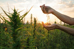 Demystifying CBD Oil, Hemp CBD Oil, and Hemp Seed Oil: Understanding the Differences